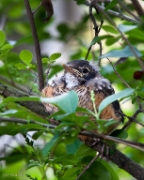 IMG_5641