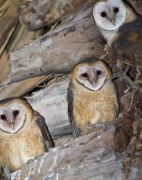 _MG_7457BarnOwls