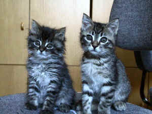 Fluffy_and_Tiger.jpg (73476 bytes)