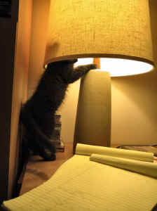 Red_in_a_Lamp_Shade.jpg (55251 bytes)